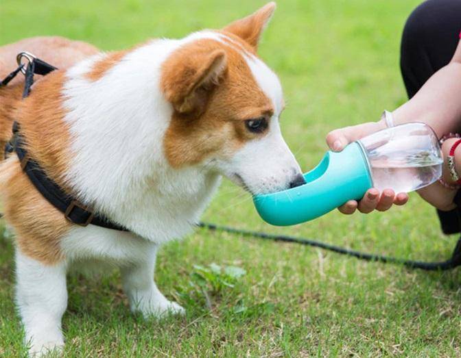 Portable Pet Water Bottle Best Sellers Pet Supplies Color : Pink|Turquoise |White Portable Pet Water Bottle Best Sellers Pet Supplies Color : Pink|Turquoise |White